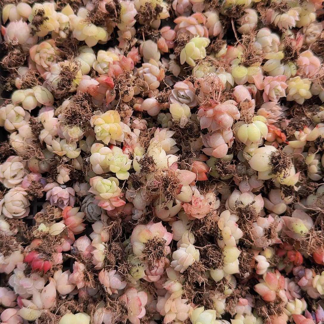 饭盒小苗保底100颗以上量拍