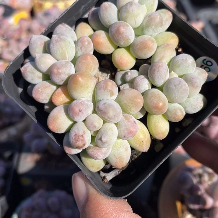 溜溜球多肉植物啊