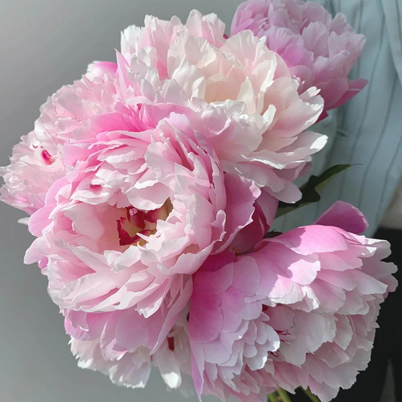 【现货-粉岭红花.芍药】山东菏泽重瓣牡丹芍药鲜花鲜切花基地