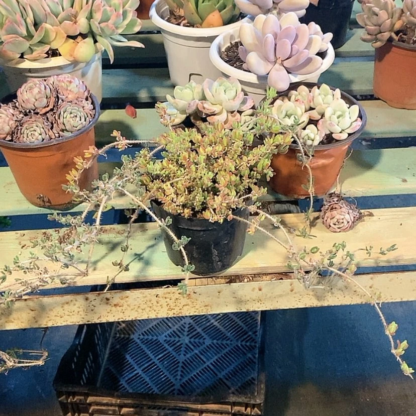 【闪购商品】香**下枝干番杏1971