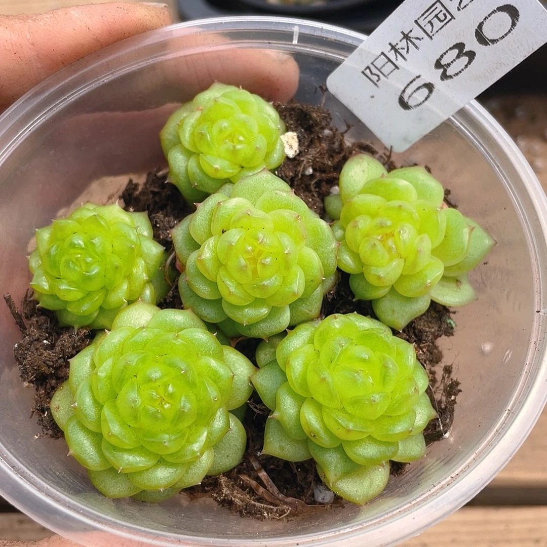 多肉植物多肉植物680