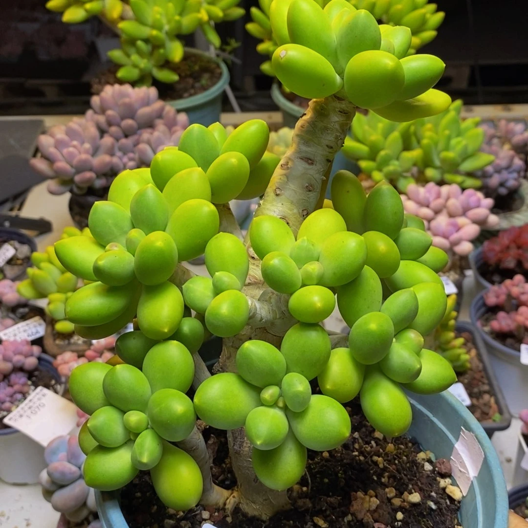 087金蟾芒果奶多肉17cm