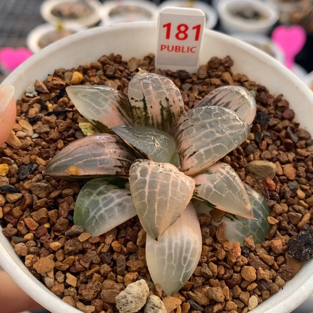 181号玻璃康平锦锦