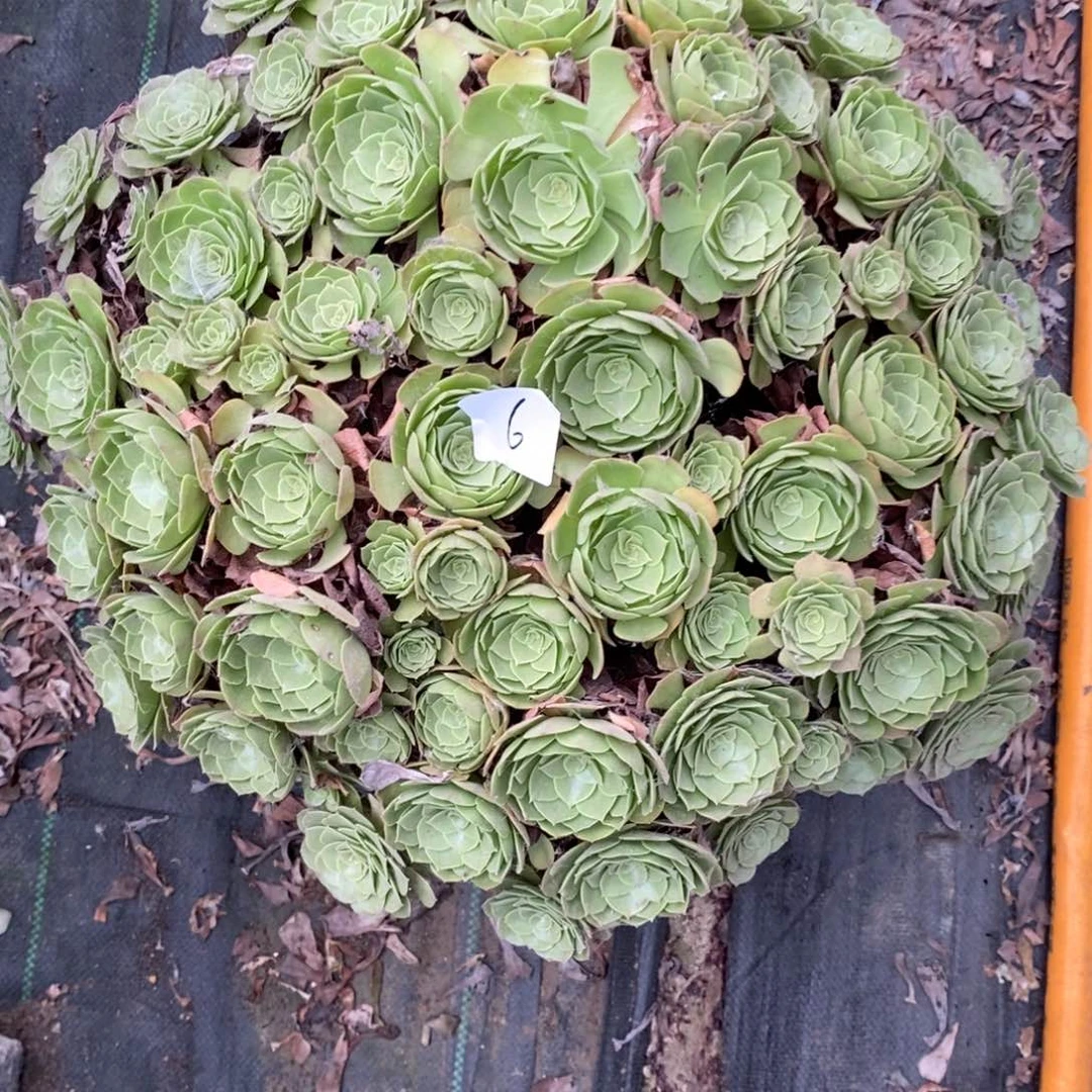 H*Y多肉植物组合拼盘6