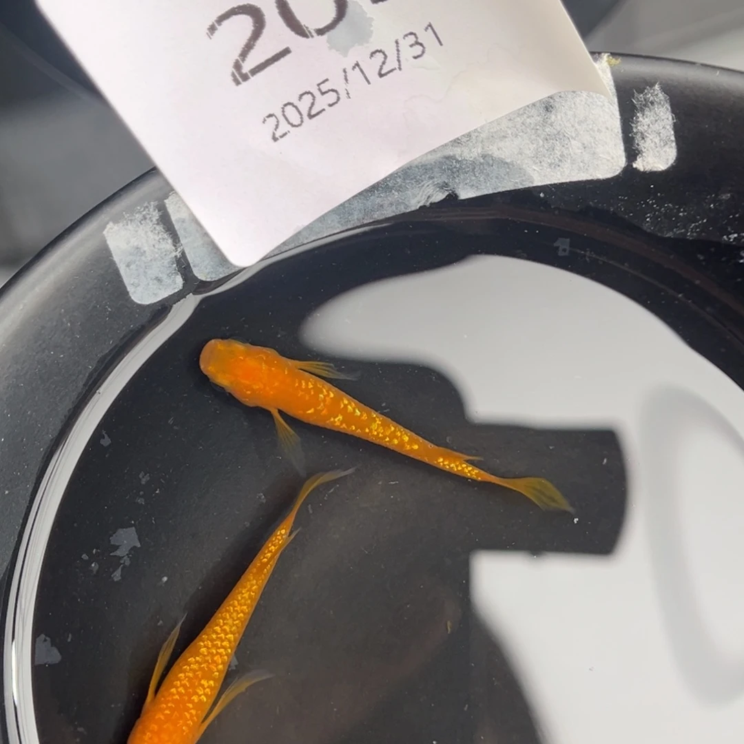 青鳉鱼209松井红华一对