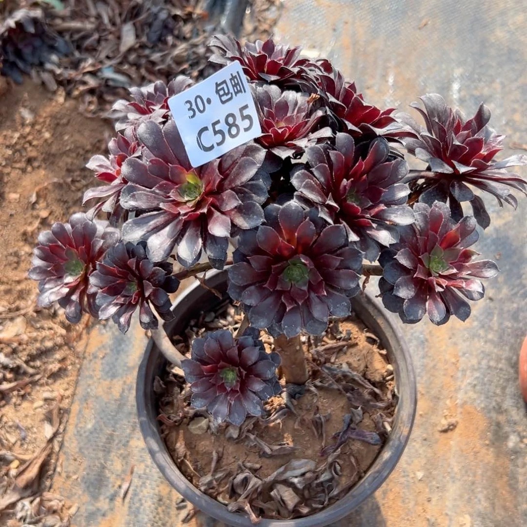 585 黑铜多肉法师