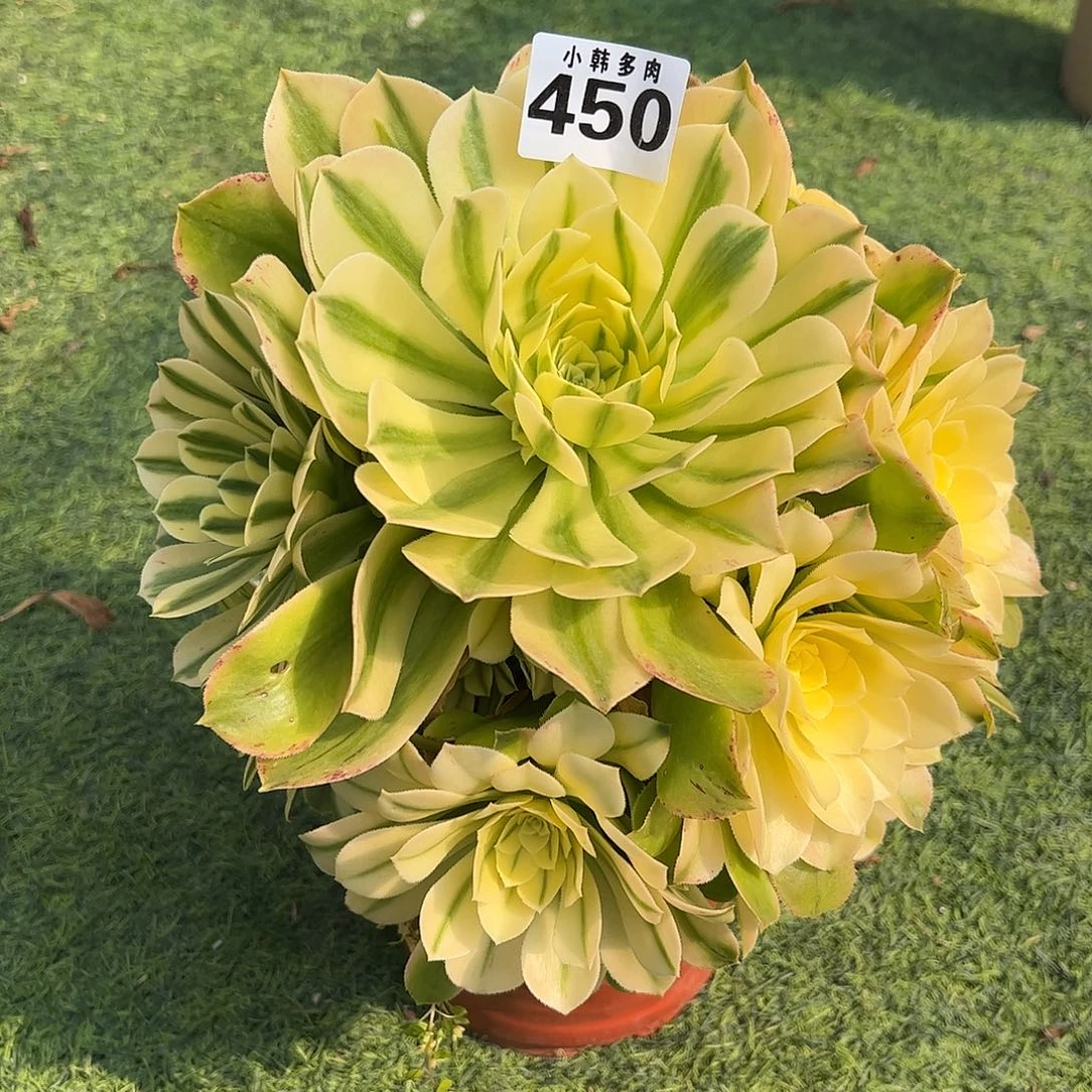 450辛尼亚捧花一颗