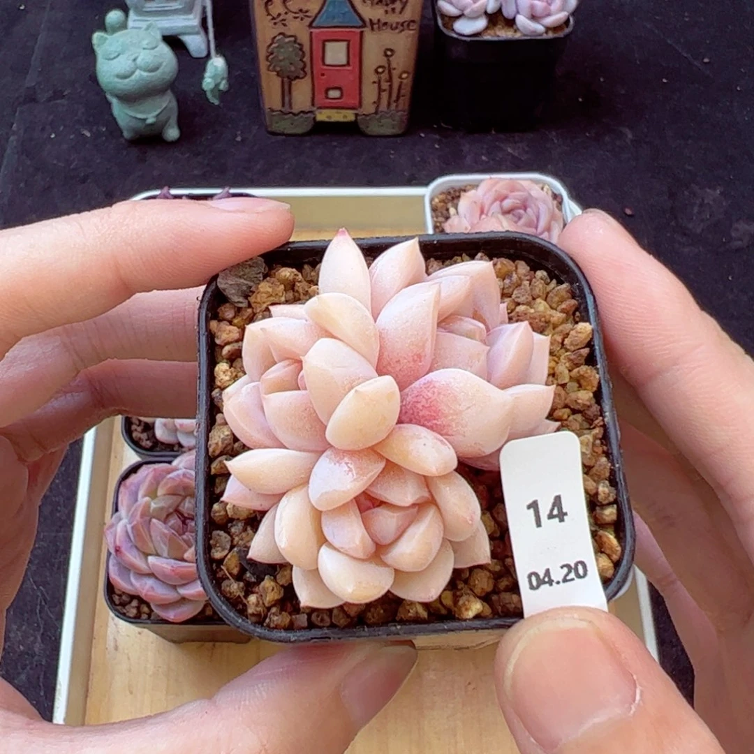 晏*好好看14、哈哈哈哈