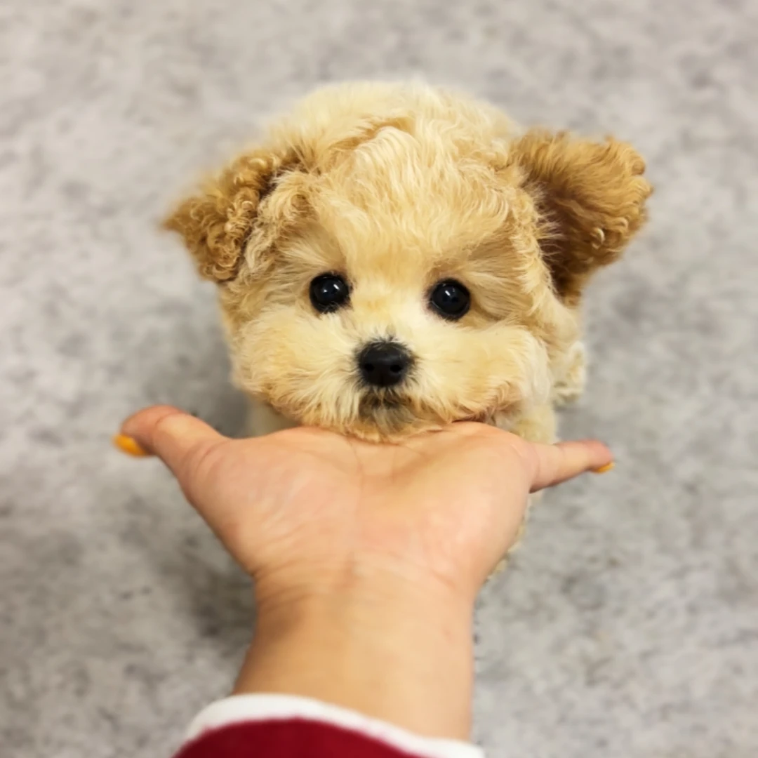 袁嬢嬢宠物严选超小体泰迪熊妹妹993（柚子）