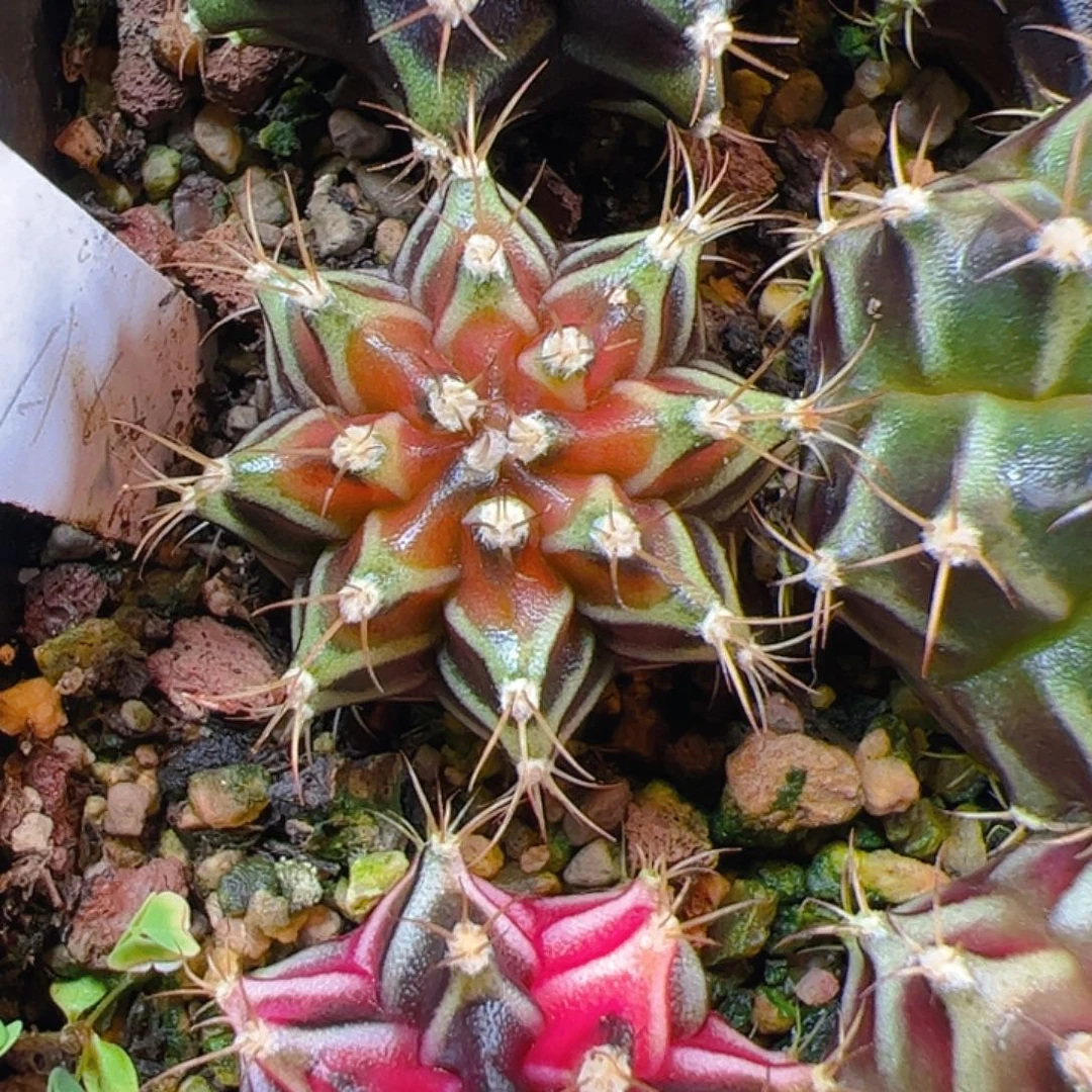 小***啦当前无花栽培后可以开花