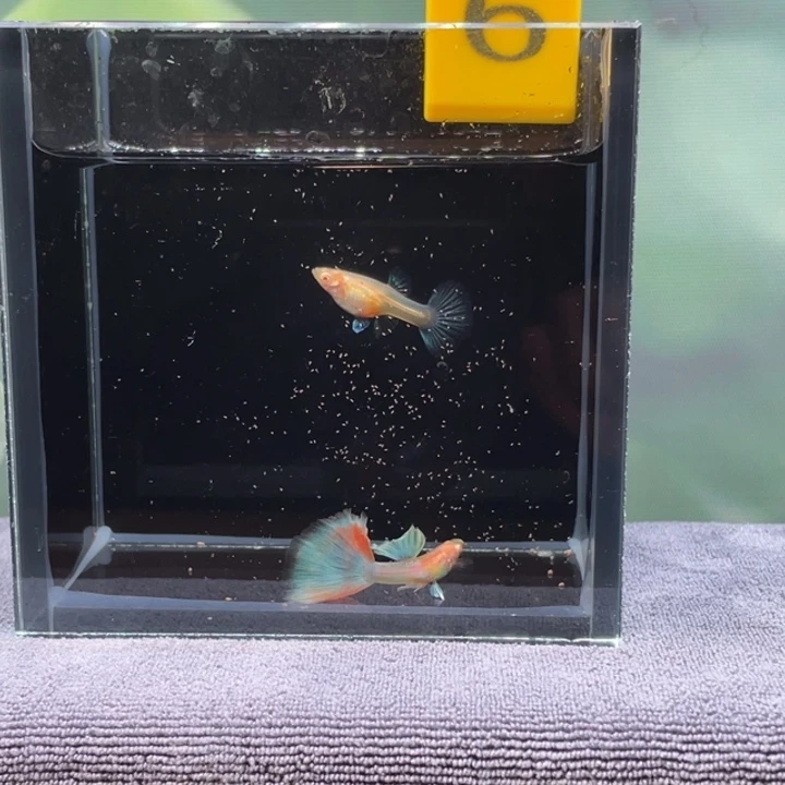 孔雀鱼6.蓝白半月尾一对
