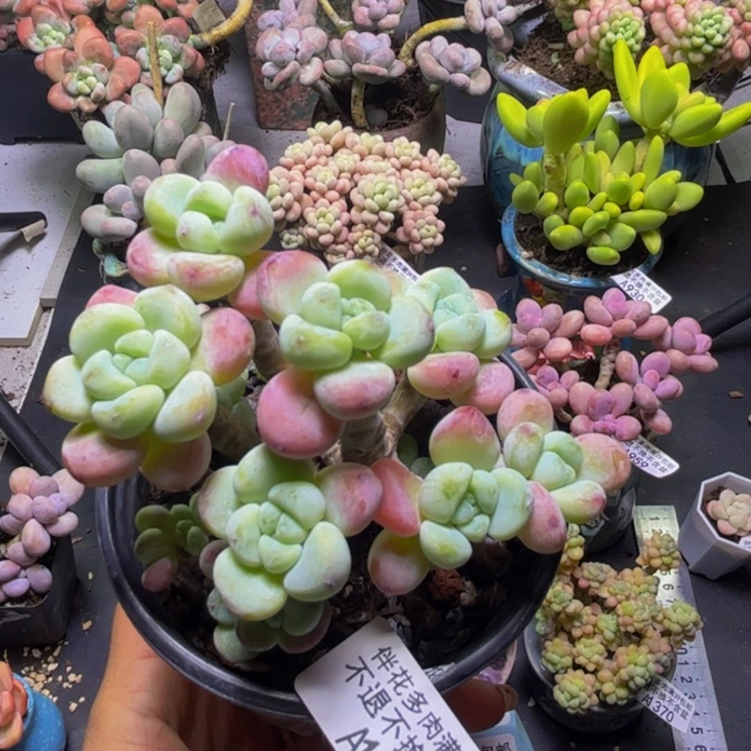 白罗琦371/8cm多肉