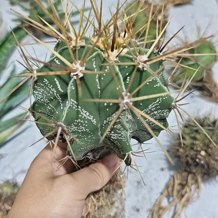一物一拍，实生仙人球！！