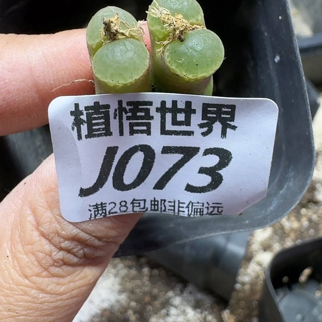 多肉植物的润泽fgbn