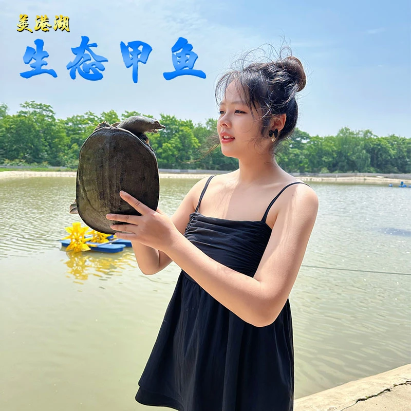 汉寿甲鱼直播间改价