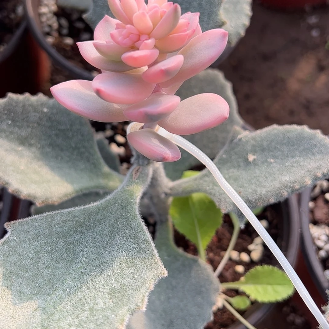 請***多肉植物多肉植物