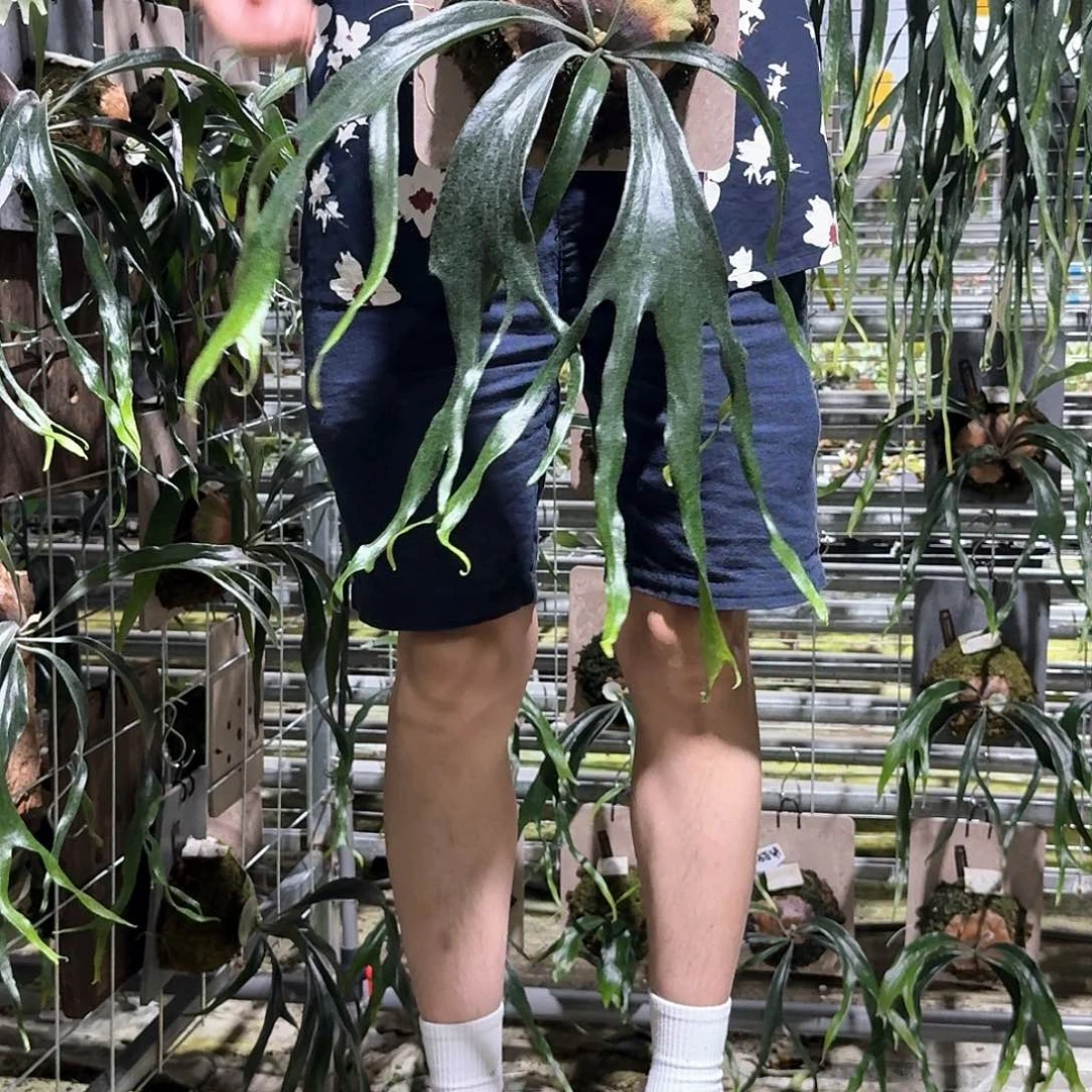 无花朵E211-小猫咪孢子苗