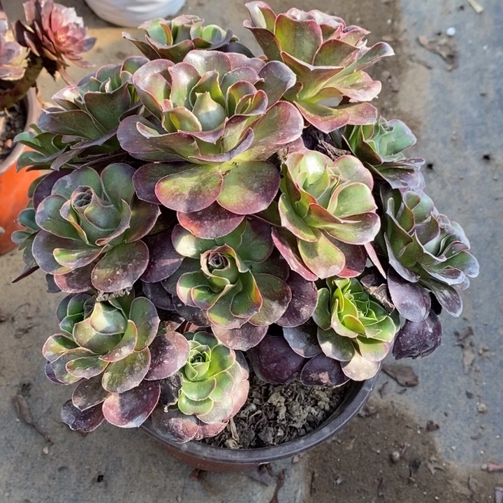 魅金多肉断头不包1369