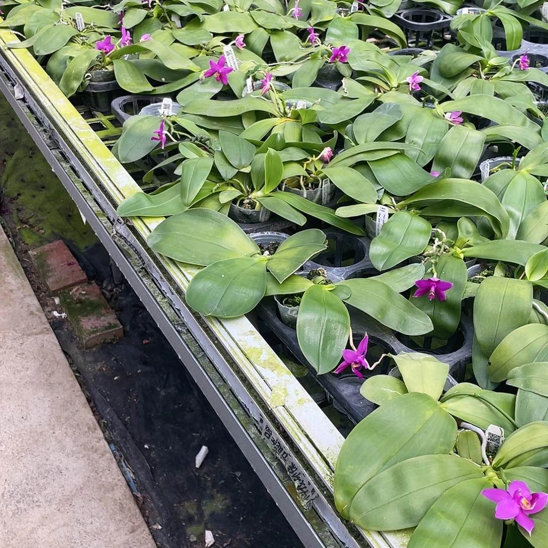 地***藏当前无花栽培后可以开花
