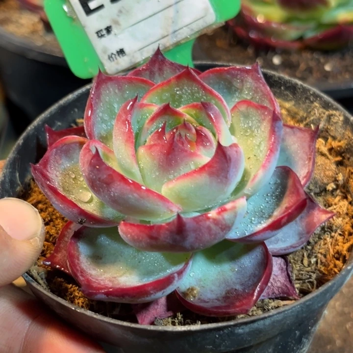 玫瑰黑红惊鸿一物一拍包装收缩花旱927