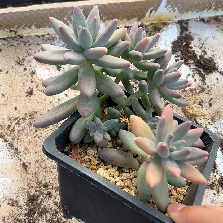 欧若拉群生多头多肉