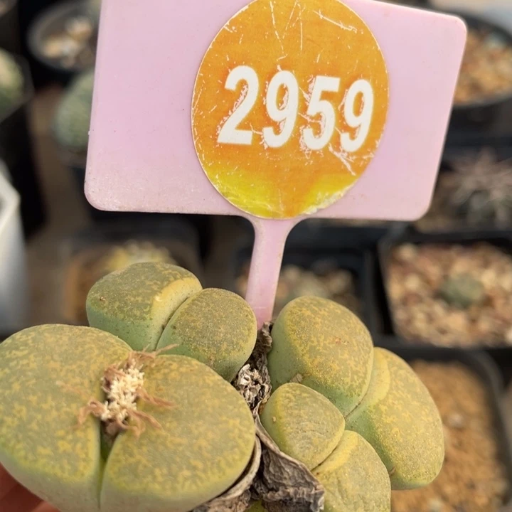 生石花四头群295900000