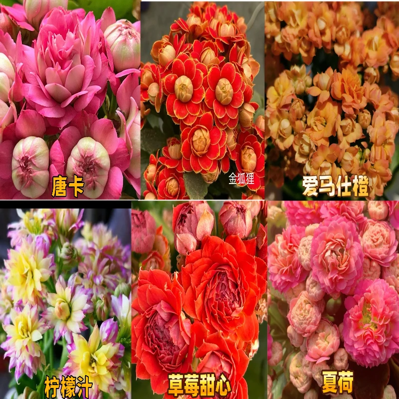 长寿小苗6颗6品种