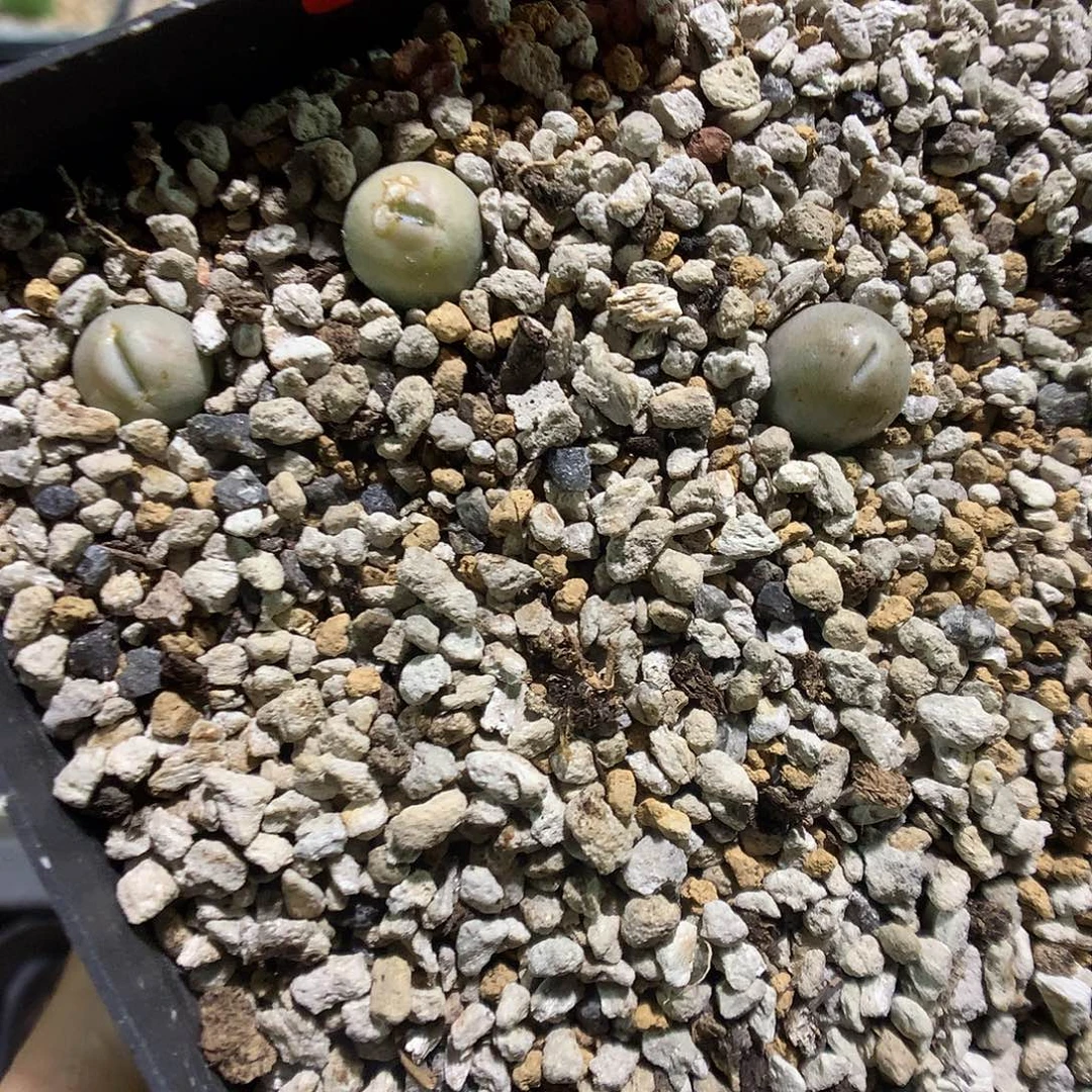 8-8-57 丑娥一盆特25