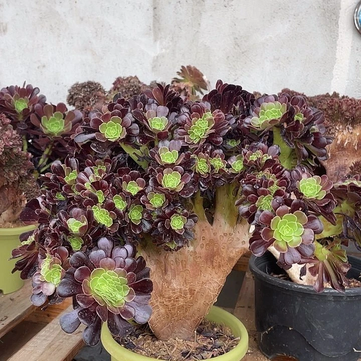 A553欧紫自然朵朵39.8-1脱土包邮