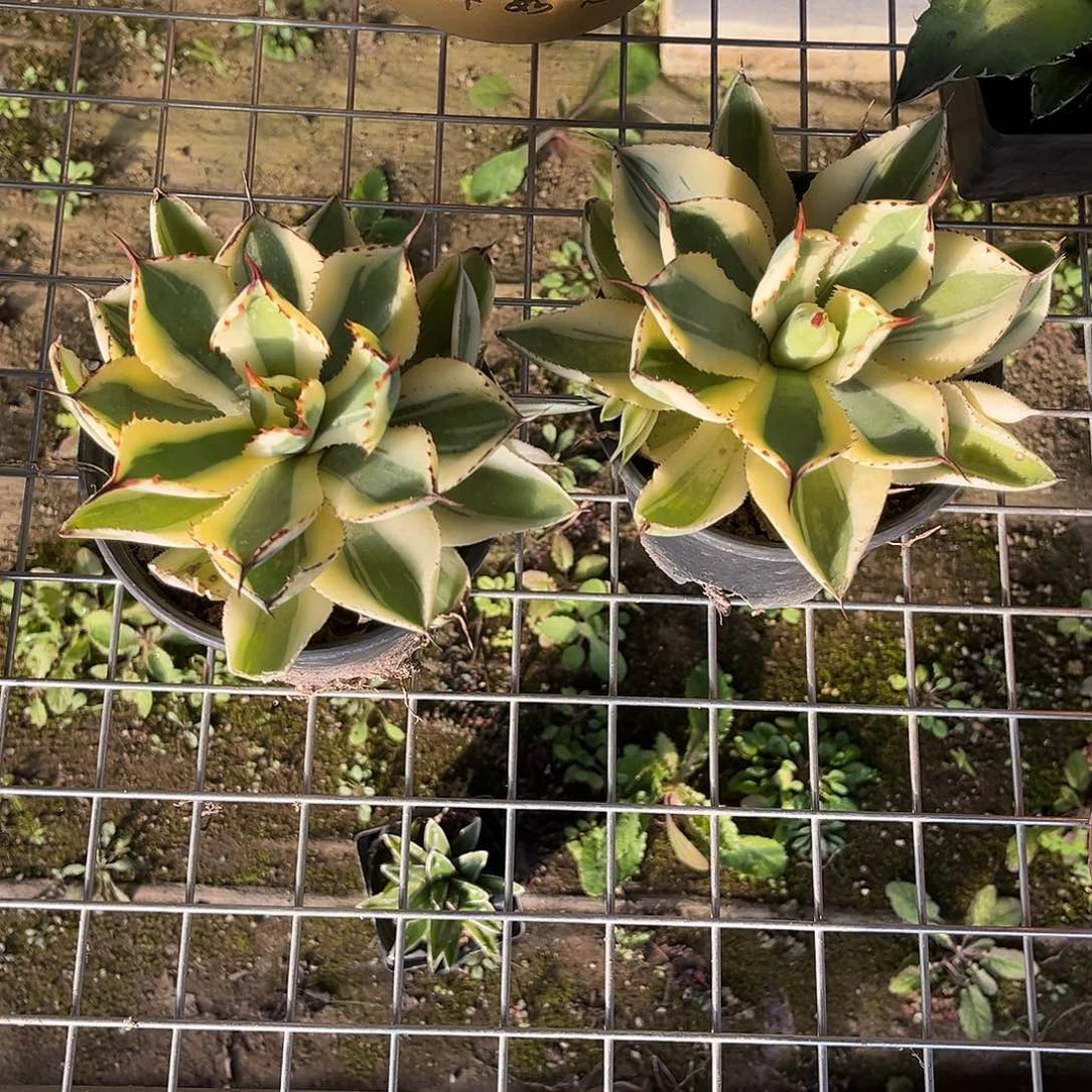 乐***刘沙漠之钻龙舌兰花卉