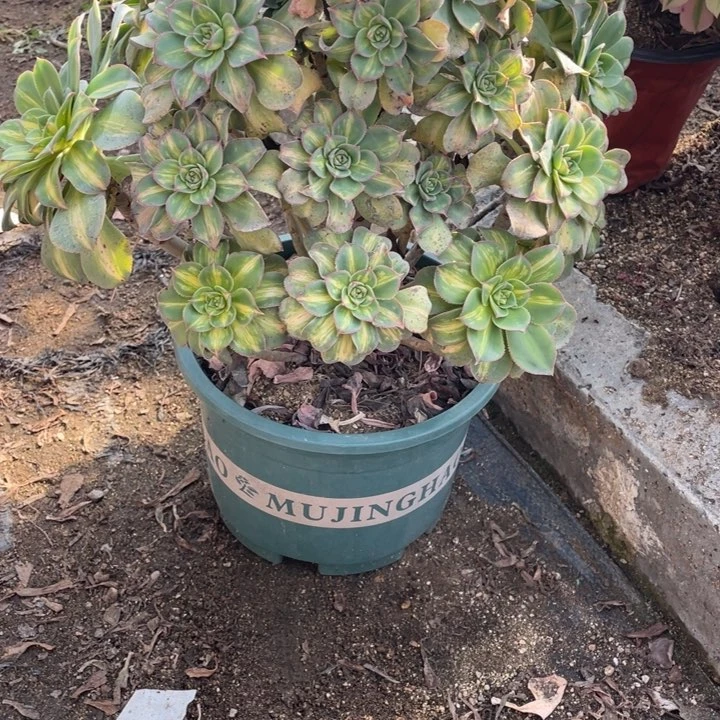 730号黄中斑多肉植物