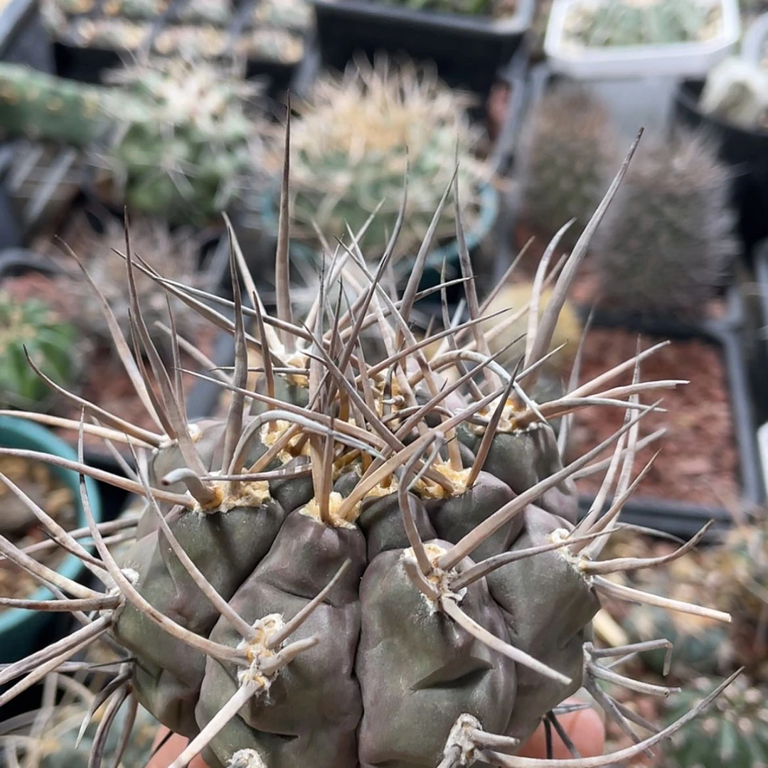 【闪购商品】守金摩天龙冒根芽6666