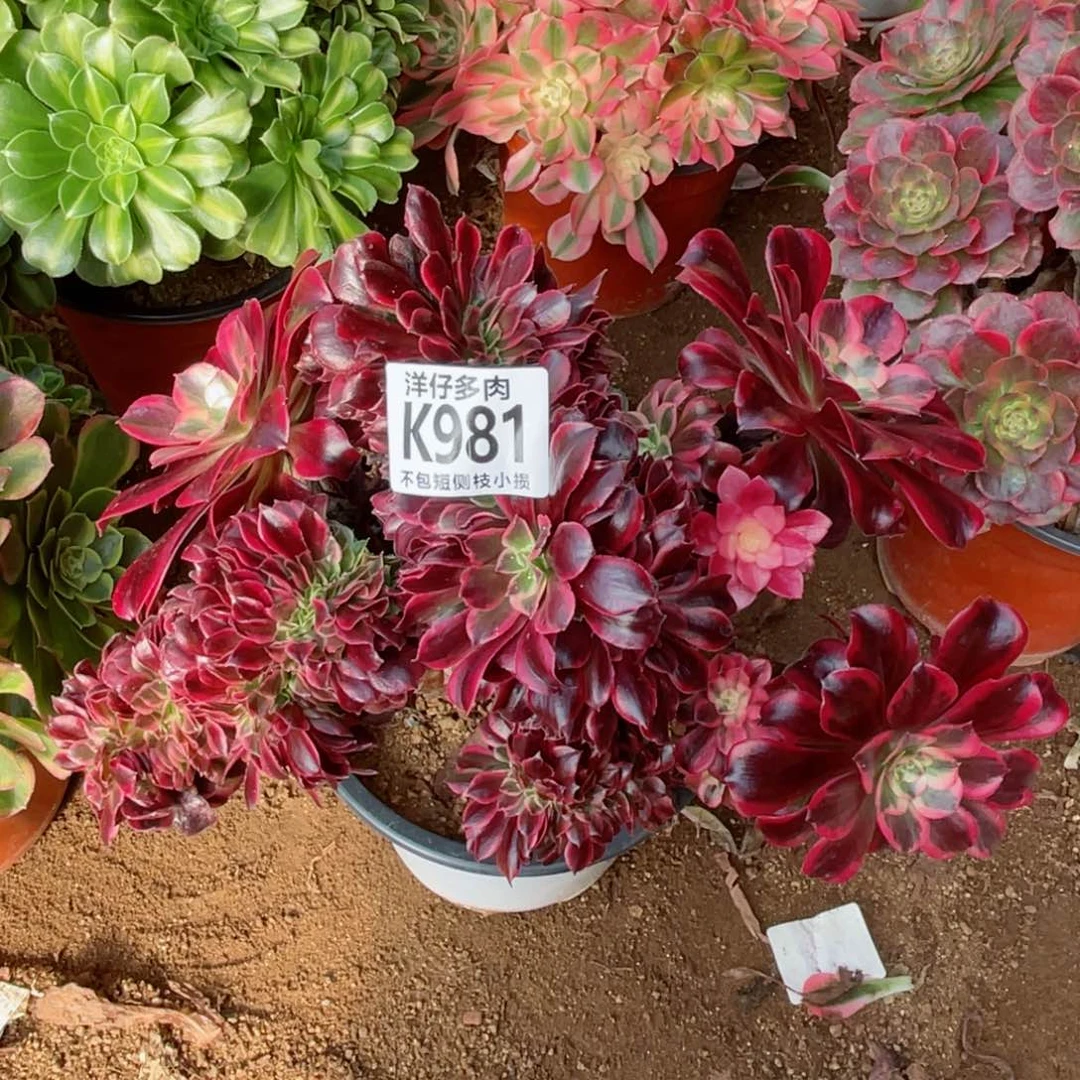 981美杜莎缀 冠幅25左右