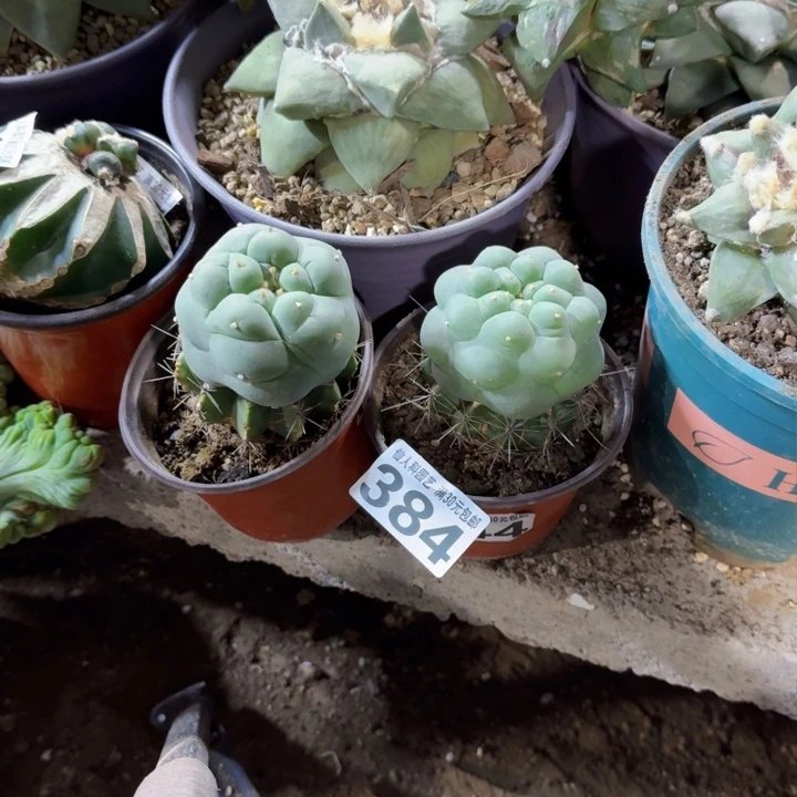 V***s福利2颗苗接大尤344.384