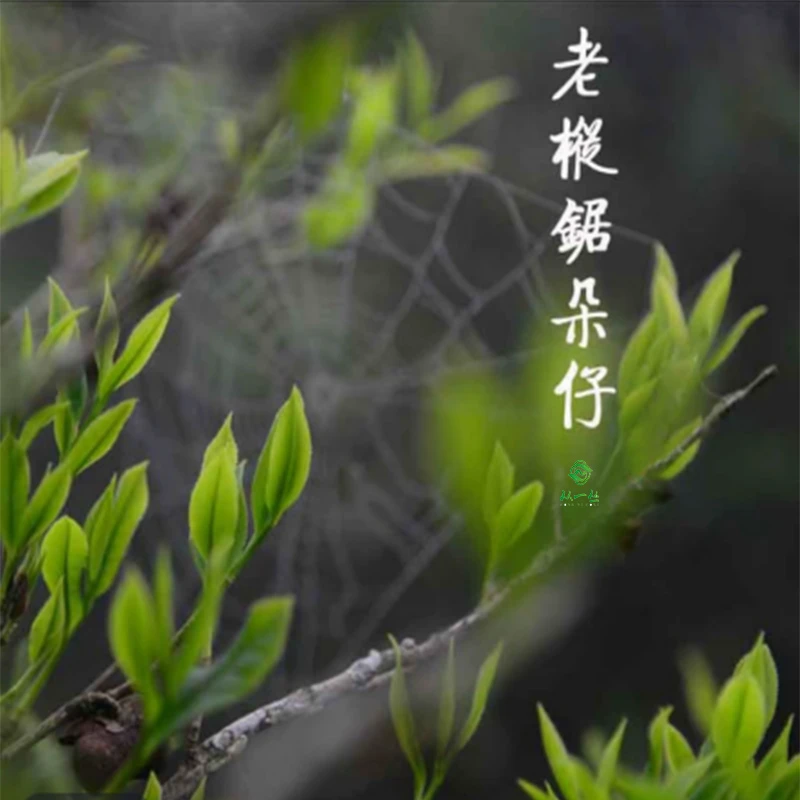 从一丛【高山老树锯朵仔单丛】凤凰杏仁香单丛茶
