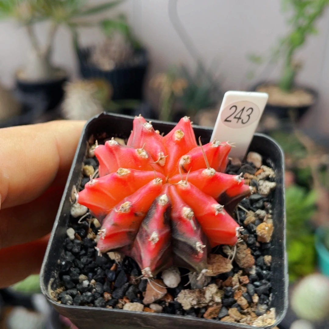 仙人球满28包邮盆口径5公分米哈锦