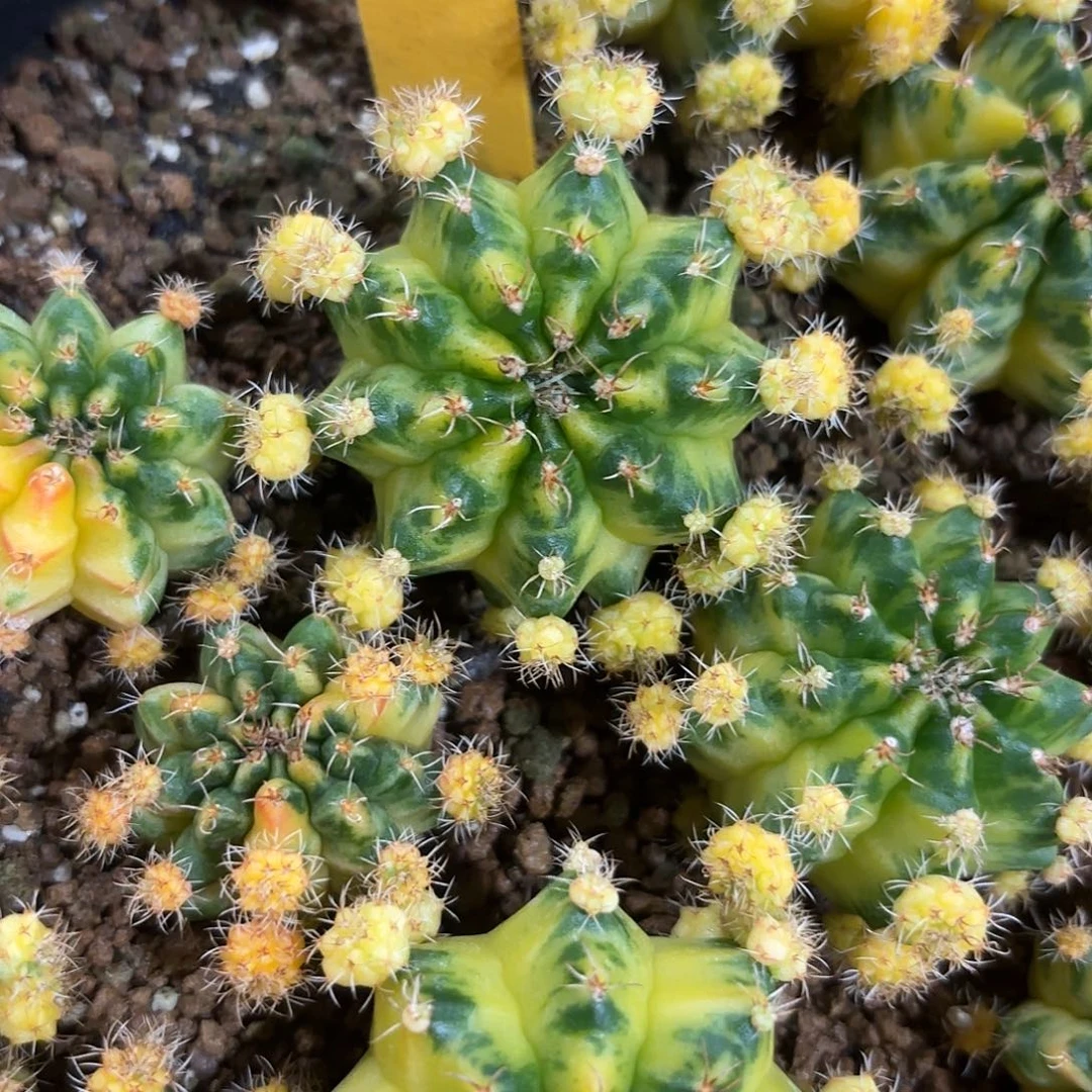 265-1024泰国发货多肉