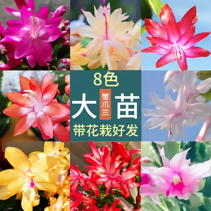 【整盆整土】带花苞彩色蟹爪兰盆栽花卉大花耐寒开花卉不断室内好活