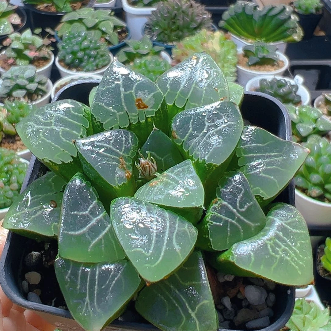 瑕疵月影寿多肉多肉多肉