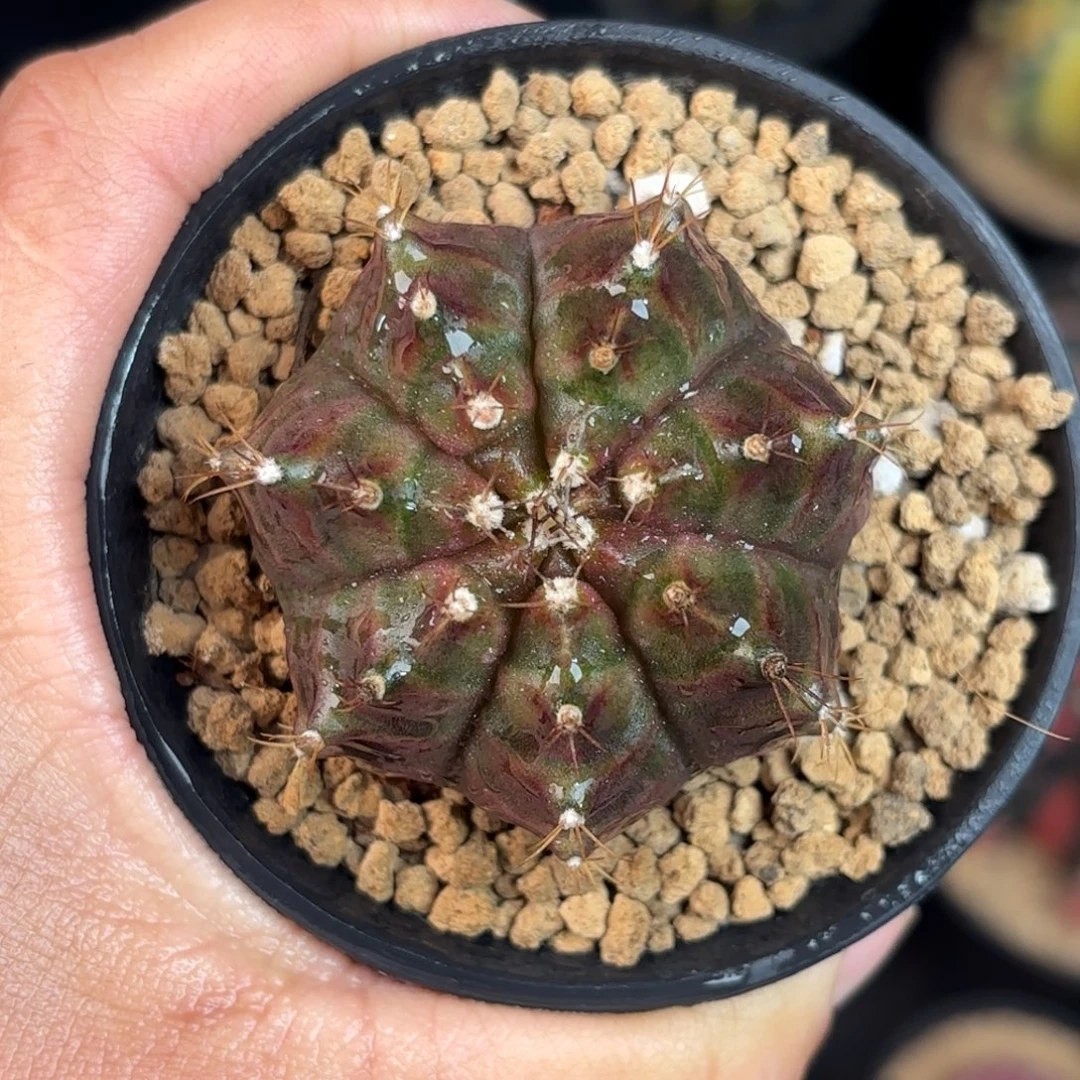 泰系米哈金属色系轮回