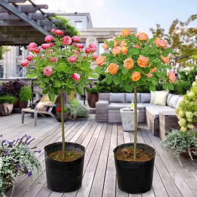 (一物一拍)五彩棒棒糖树桩月季