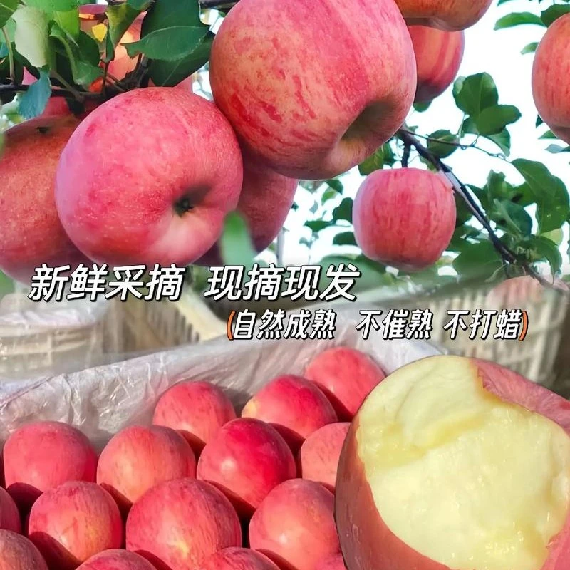 洛川红苹果来了，口感又脆又甜，轻微酸口，新苹果散称9.8一斤新鲜