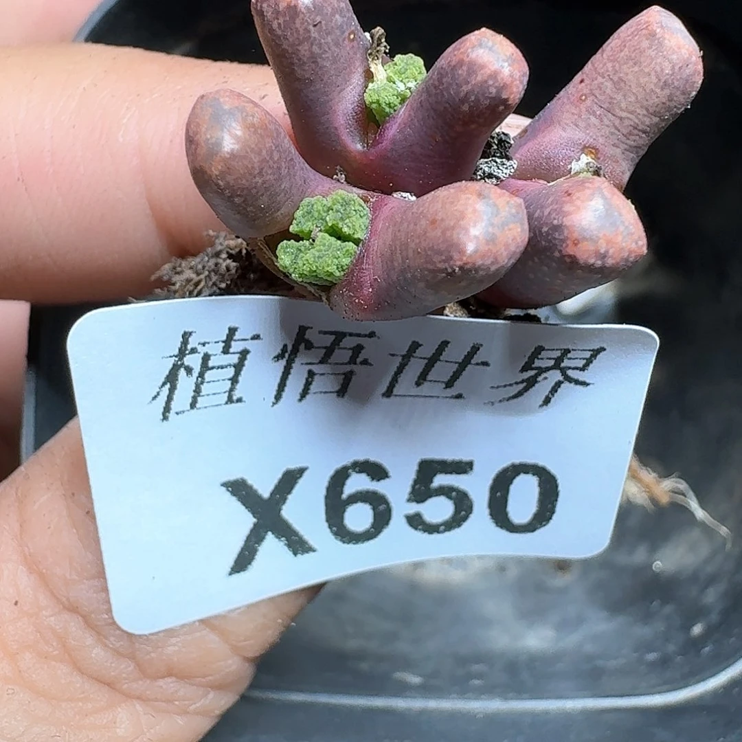 650盒多肉植物哇f g