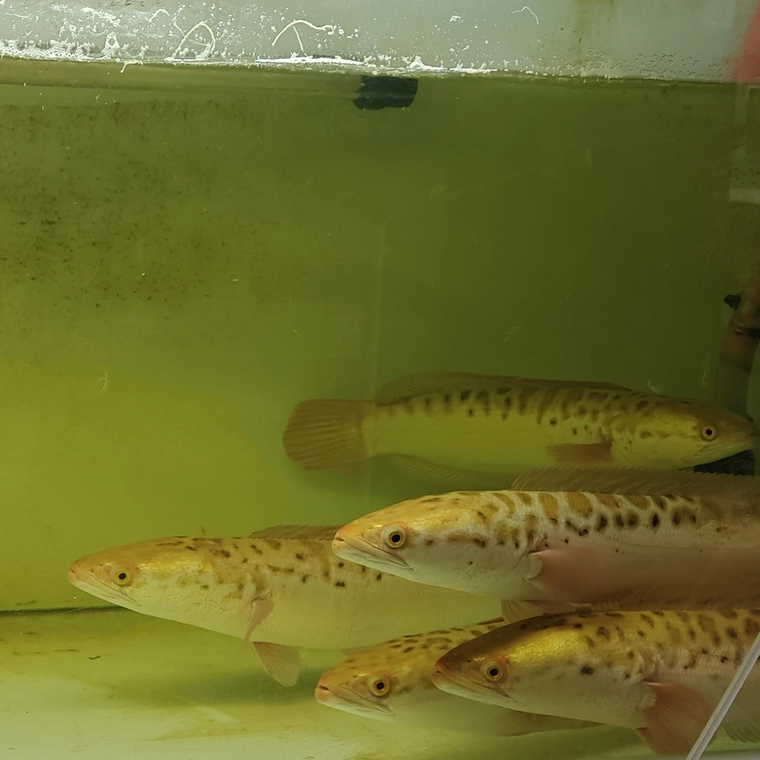 稀有黄化大铅笔鱼变异小盾鳢大型凶猛肉食热带观赏鱼