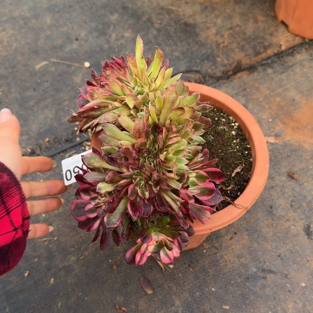 50荔枝缀化多肉植物满28包邮