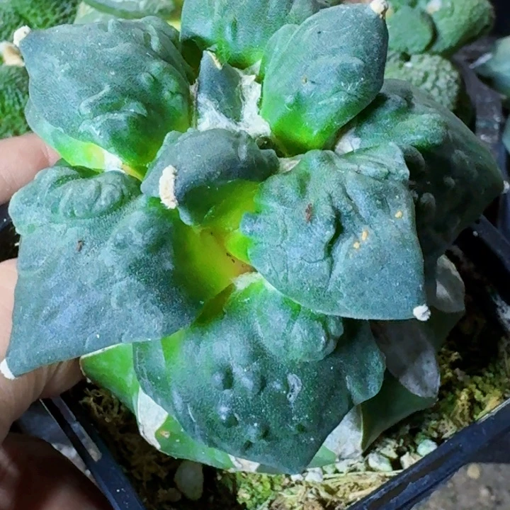 无花朵苗接怒涛362