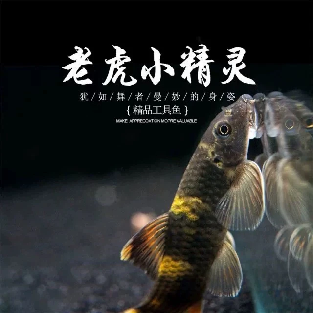 老虎小精灵热带除藻工具鱼