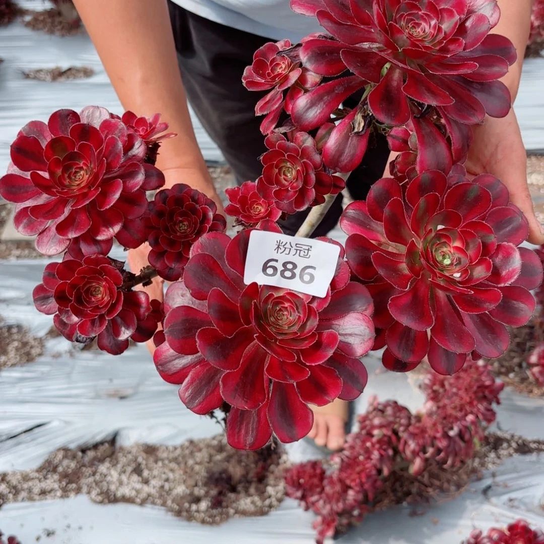 686 多肉植物法师锦