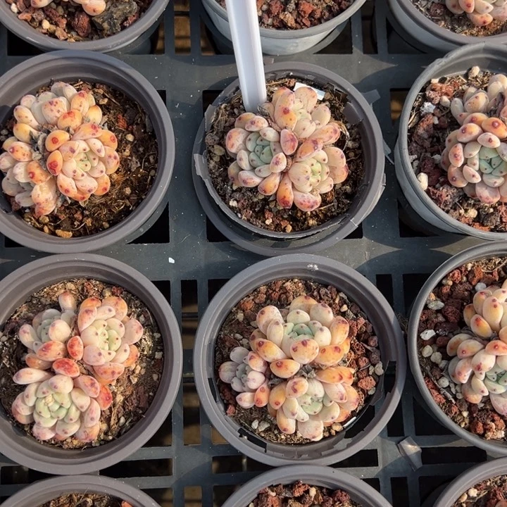 雪爪群一颗量拍多肉满20包邮下午发