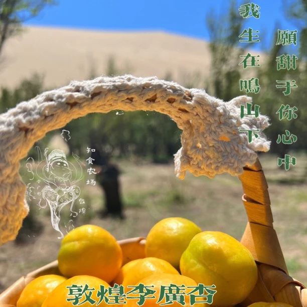 敦煌特产李广杏【特大果】果园现摘现发香甜多汁当季水果顺丰包邮